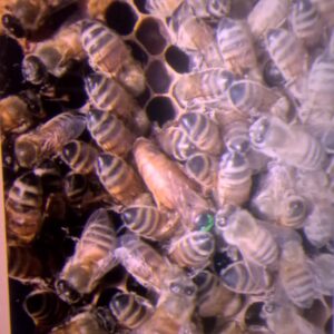 Abeja Reina