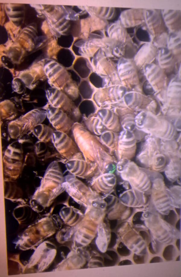 Abeja Reina
